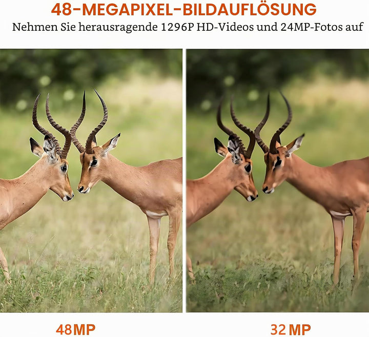 BlazeVideo 2tlg. Wildkamera 32MP 1296P HD Wildtierkamera mit Nachtsicht Bewegungsmelder, IP66 Wasser