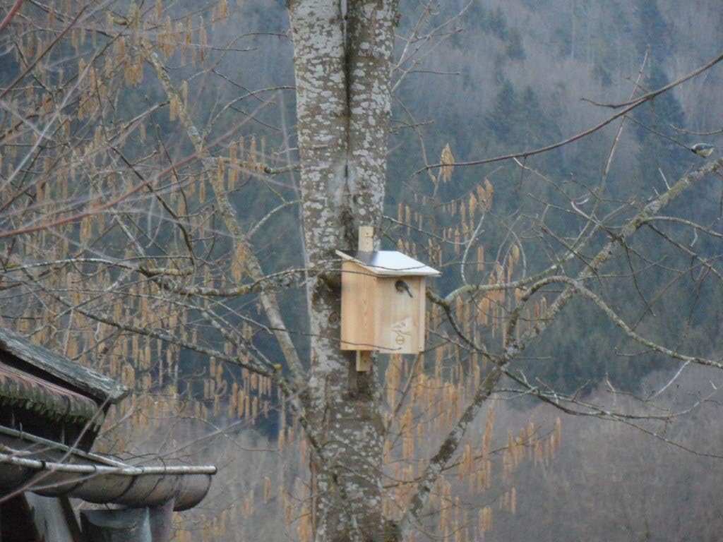 Premium Natur Lärchenholz Nistkasten unbehandelt nach Nabu Kohlmeise 32mm Einflugloch, massives Voge