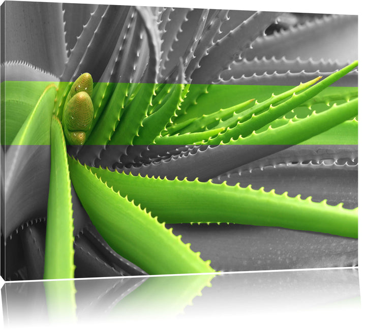 grüne Aloe Vera Pflanze schwarz/weiss Format: 100x70 auf Leinwand, XXL riesige Bilder fertig gerahmt