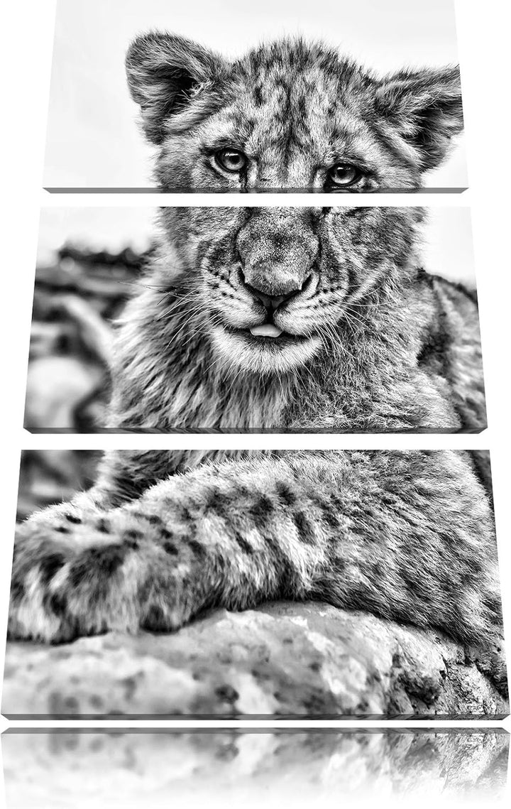 Pixxprint Löwenjunges auf Stein als Leinwandbild/Grösse: 3 Teilig (120x80) cm/Wandbild/Kunstdruck/fe