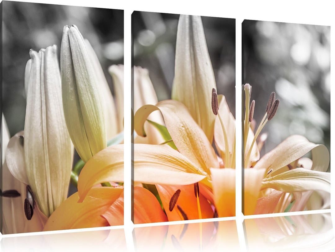 Pixxprint schöne orangene Lilien B&W Detail 3-Teiler Leinwandbild 120x80 Bild auf Leinwand