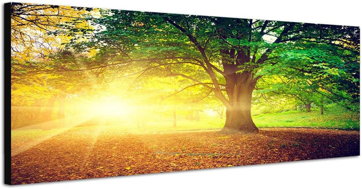 Paul Sinus Art Panoramabild auf Leinwand und Keilrahmen 120x40cm Bäume Park Herbst Blätter Sonnenstr