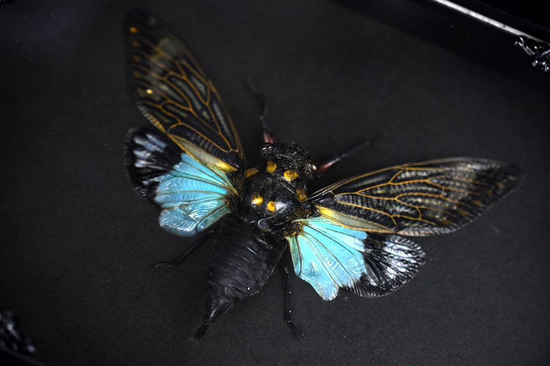 Zikade Blaue Flügel Insekt in Gothic Shadow Box Frame |Gothic Taxidermy | Hexe &amp; Zauberer Dekoration