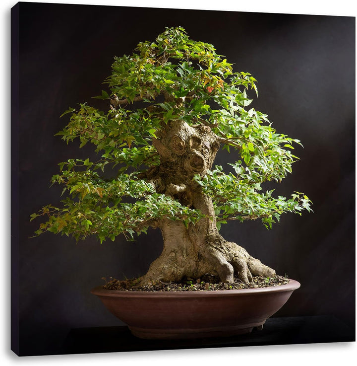 Kleiner Bonsaibaum, Format: 70x70 auf Leinwand, XXL riesige Bilder fertig gerahmt mit Keilrahmen, Ku