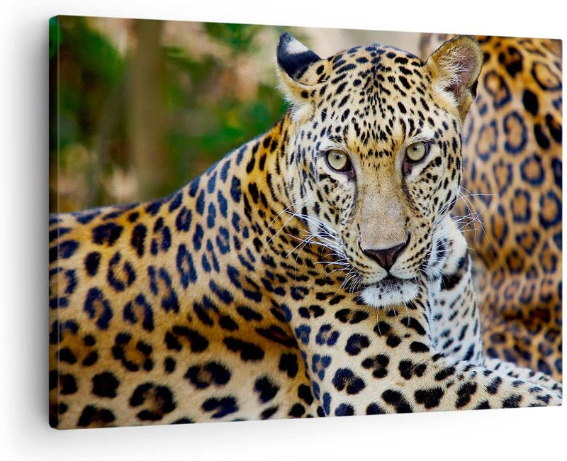 Bilder auf Leinwand Leopardpanther Katze Tier Savanne Leinwandbild 70x50cm Wandbilder Dekoration Woh