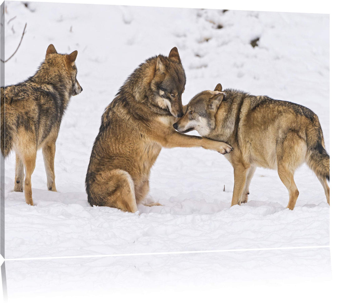Pixxprint spielendes Wolfsrudel auf Leinwand, XXL riesige Bilder fertig gerahmt mit Keilrahmen, Kuns