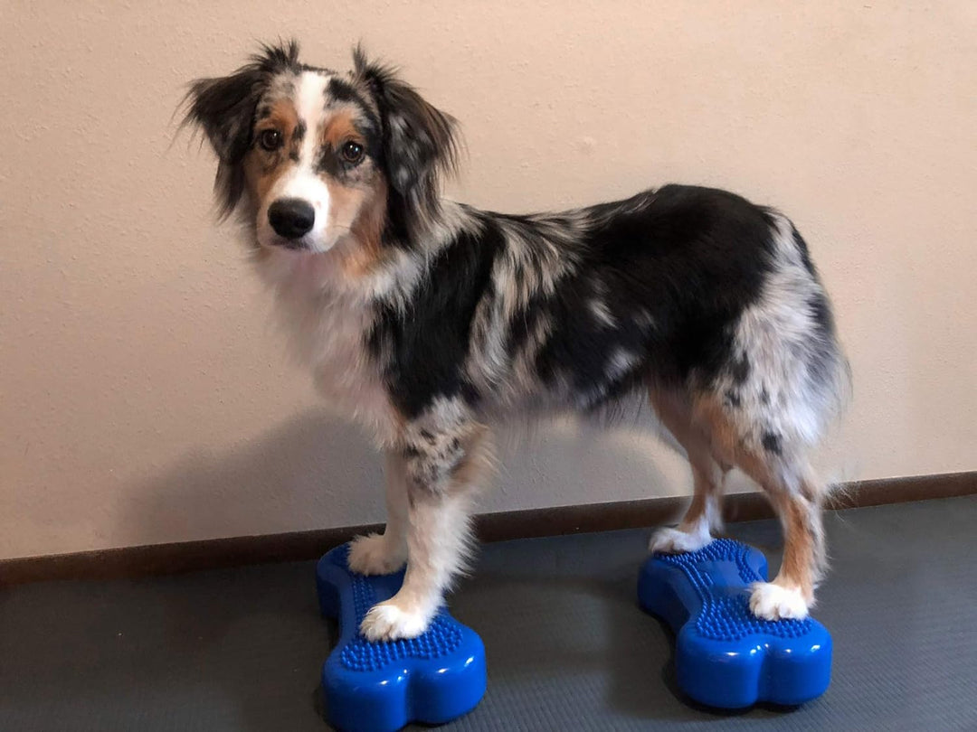DOG Copenhagen Fitpaws Mini K9 Bone Instabilitätsscheibe für Propriozeption