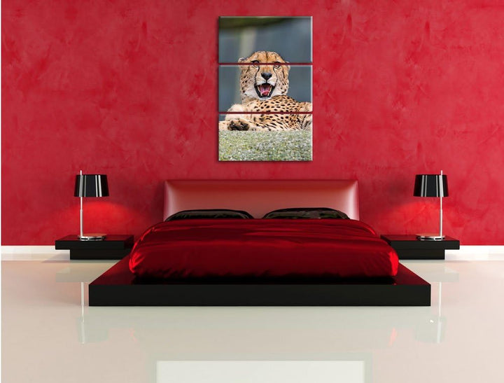 Pixxprint gähnender Gepard als Leinwandbild/Grösse: 3 Teilig (120x80) cm/Wandbild/Kunstdruck/fertig