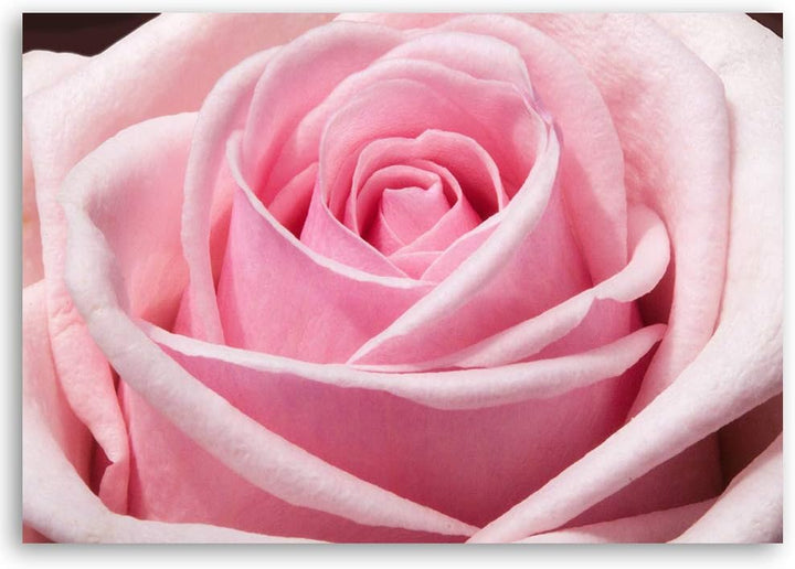 Feeby Bilder Blumen Rosa Rosen XXL 90x60 cm 1Teilig Wohnzimmer Schlafzimmer Bild auf Leinwand Wandbi