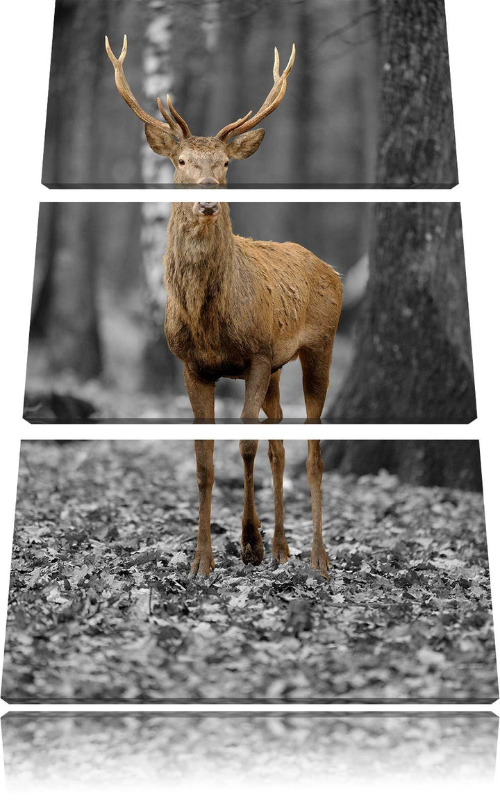 Pixxprint Schöner Hirsch im Wald Schwarz/Weiss 3-Teiler Leinwandbild 120x80 Bild auf Leinwand
