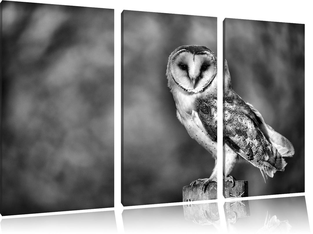 Pixxprint Eule als Leinwandbild | Grösse: 3 Teilig (120x80) | Wandbild| Kunstdruck | fertig bespannt