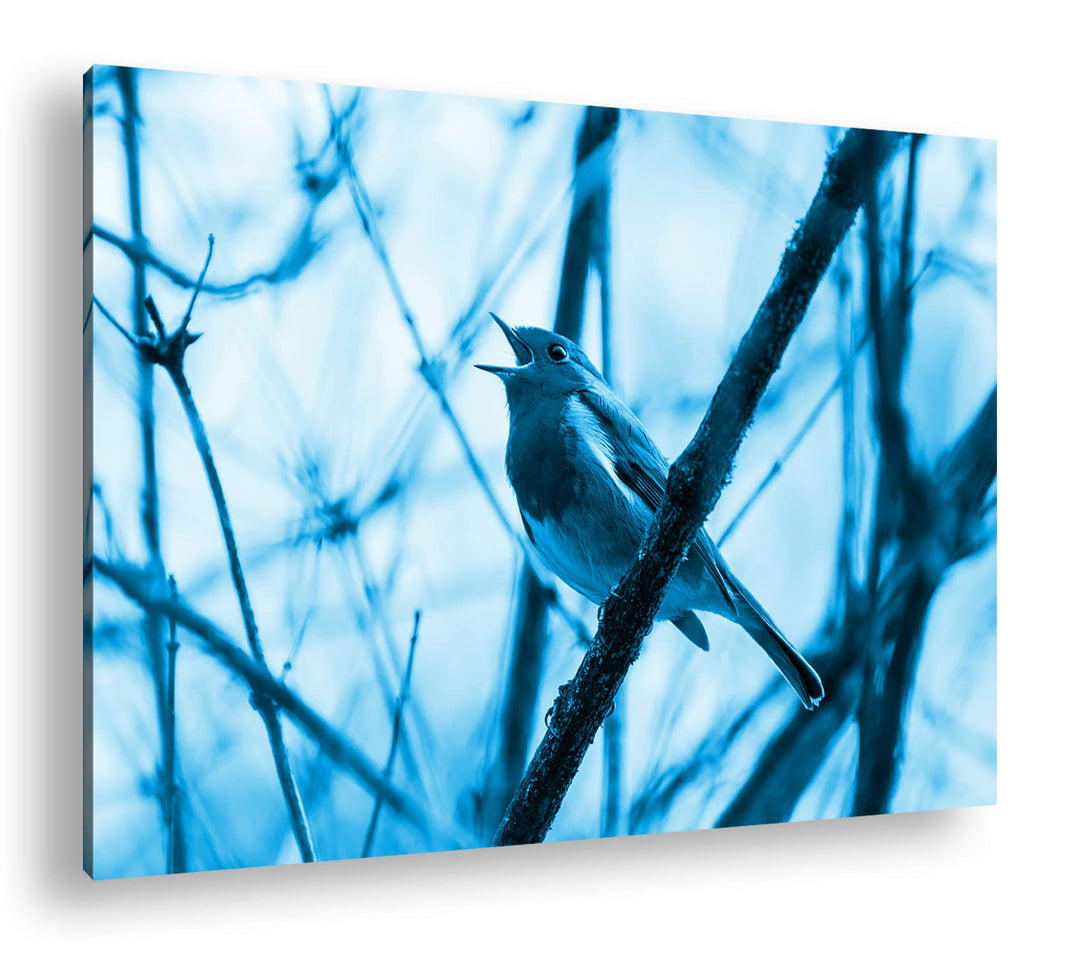deyoli singendes Rotkehlchen Format: 80x60 Effekt: Monocrome Blau als Leinwandbild, Motiv fertig ger