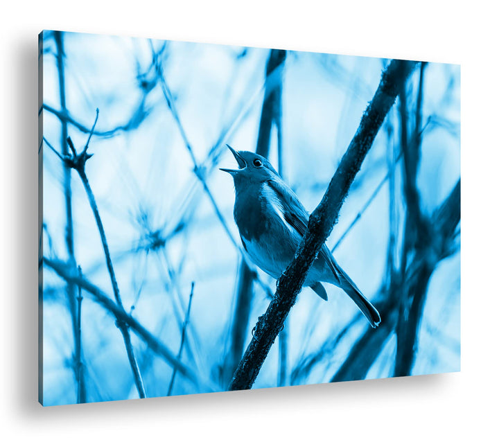 deyoli singendes Rotkehlchen Format: 80x60 Effekt: Monocrome Blau als Leinwandbild, Motiv fertig ger