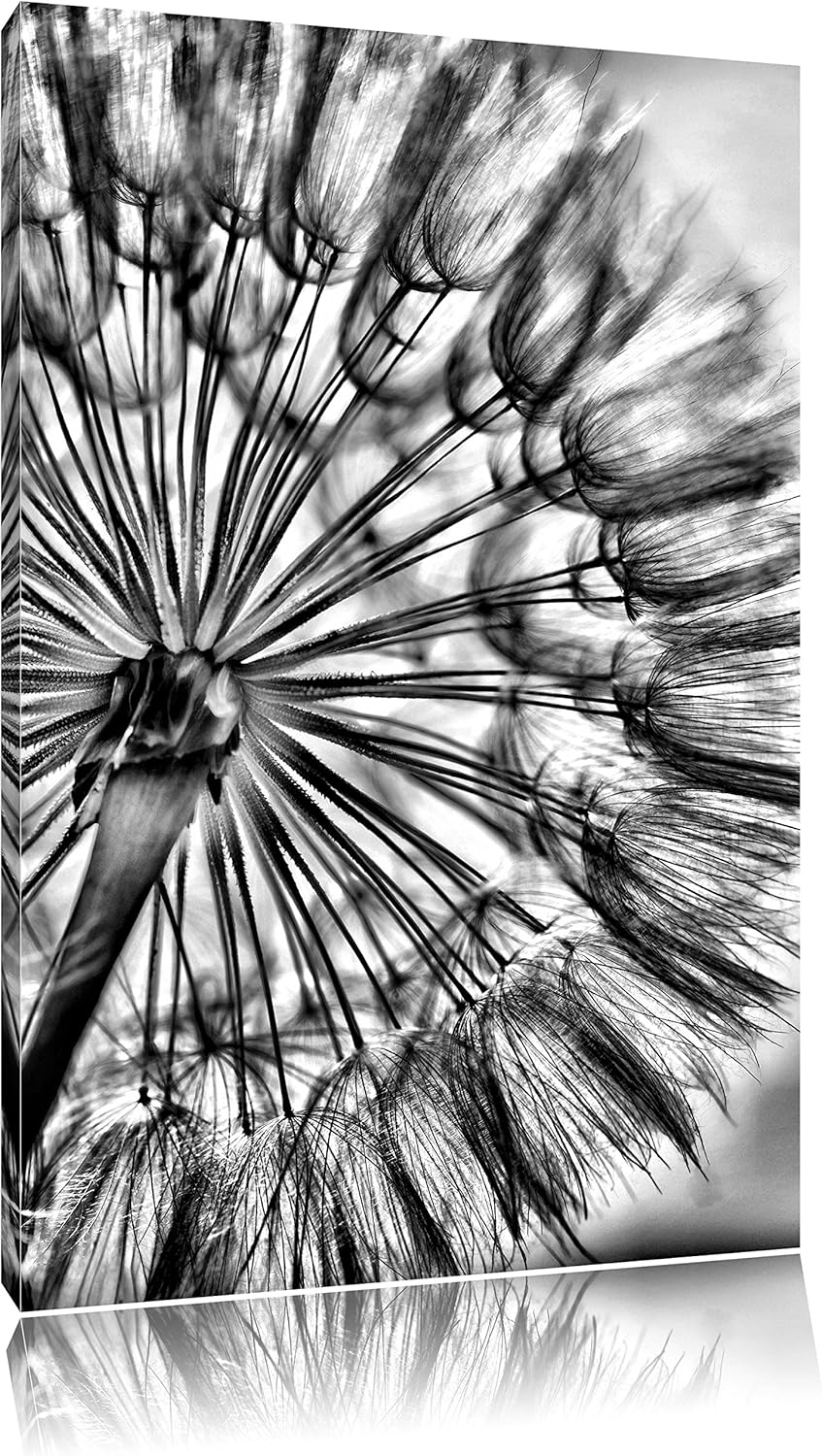 Pixxprint Monocrome, Schöne Pusteblume, Format: 100x70 auf Leinwand, 100x70