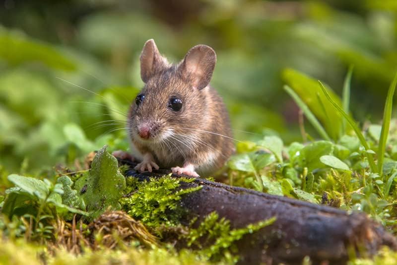 Generic Natur Waldmoos - 70 g - 100% natürliches Waldmoos - Ideal für Hamster, Ratten, Degus und Chi