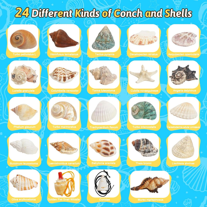 Adventskalender 2025 Kinder, 24 Tage Weihnachts-Adventskalender Countdown, Muscheln Adventskalenders