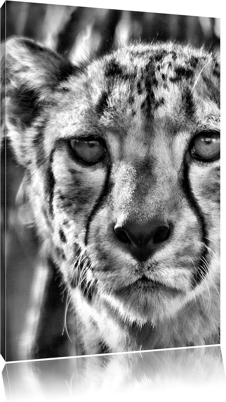 Pixxprint junger Gepard im Dschungel als Leinwandbild/Grösse: 100x70 / Wandbild/Kunstdruck/fertig be