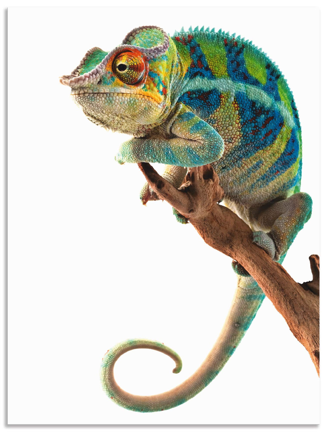 ARTland Wanddeko Wandbild Alu Verbundplatte für Innen &amp; Outdoor Bild 60x80 cm Tiere Reptilien Chamäl