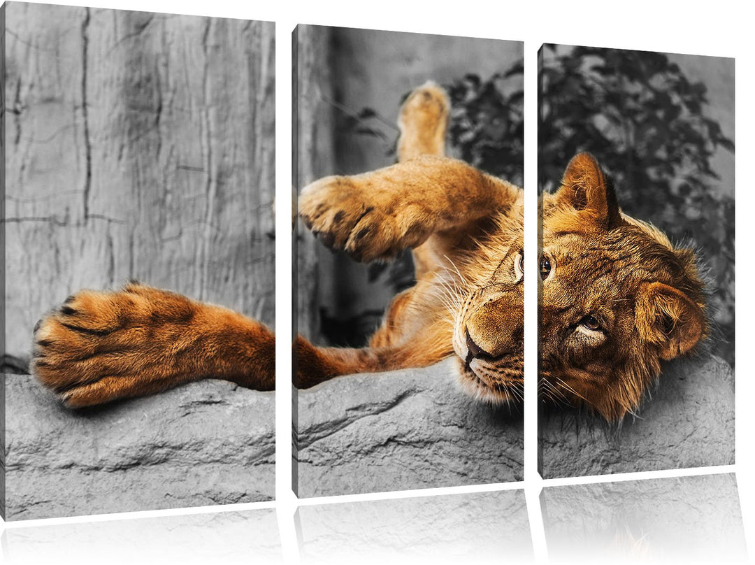 Pixxprint verspielter Kleiner Löwe als Leinwandbild | Grösse: 3 Teilig (120x80) | Wandbild| Kunstdru