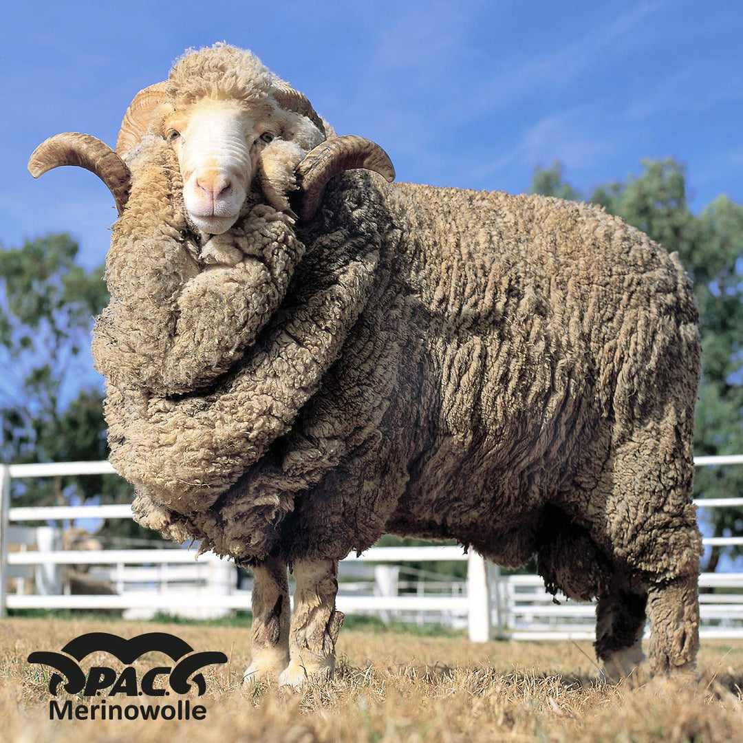 P.A.C. Merino Headband - Funktionsstirnband, Schweissband, Outdoortuch, nahtloses Stirnband, Sport H