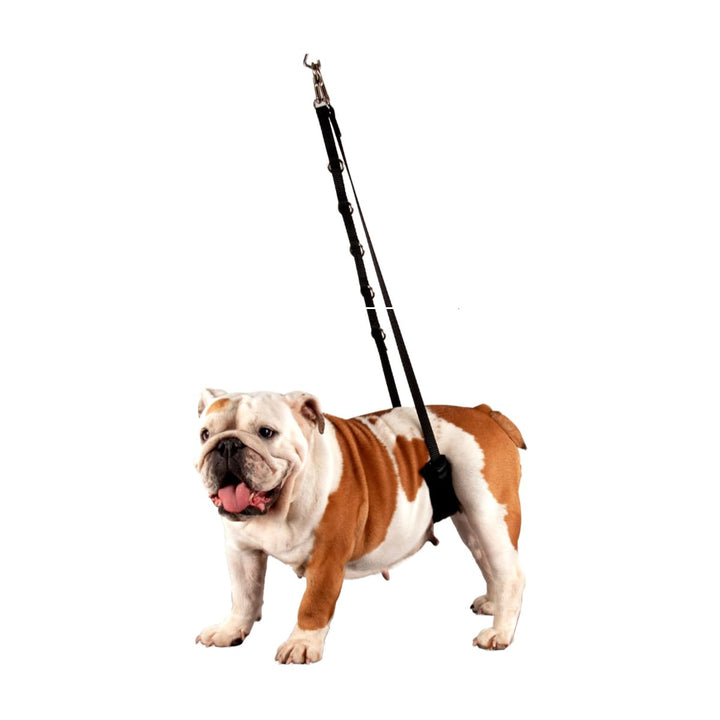 Show Tech Comfort Belly Strap for Dogs - Small, Small