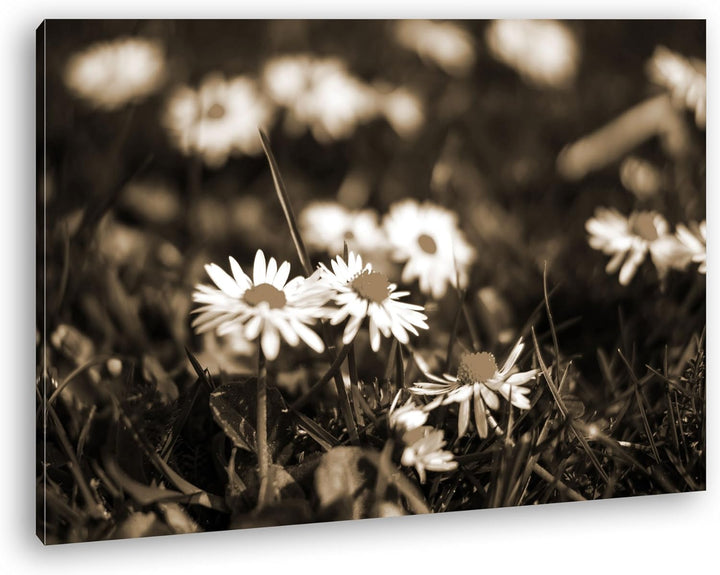 deyoli Gänseblümchen auf schöner Wiese Format: 80x60 Effekt: Sepia als Leinwandbild, Motiv fertig ge