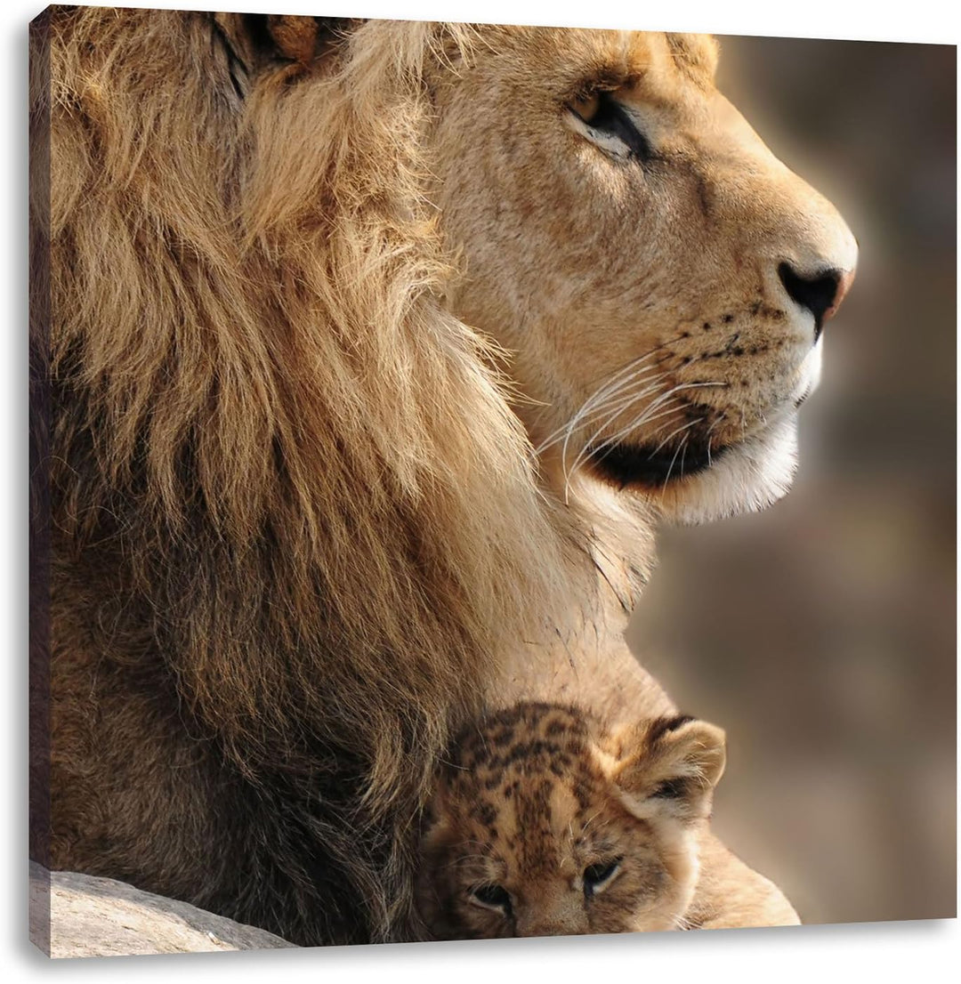 Löwe mit Löwenbaby, Format: 70x70 auf Leinwand, XXL riesige Bilder fertig gerahmt mit Keilrahmen, Ku