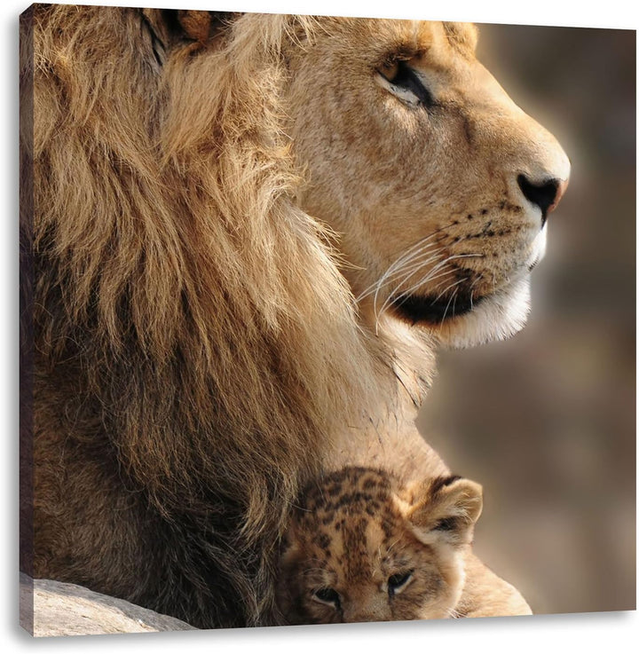 Löwe mit Löwenbaby, Format: 70x70 auf Leinwand, XXL riesige Bilder fertig gerahmt mit Keilrahmen, Ku