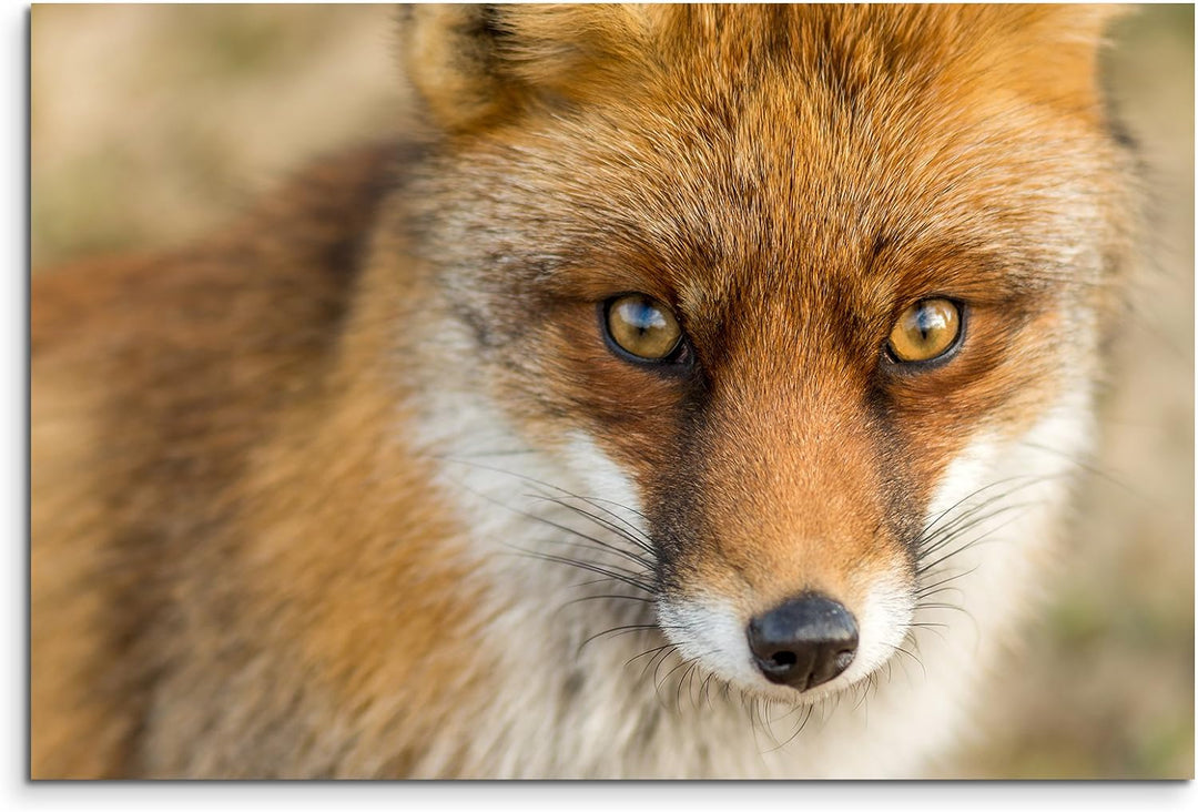 Paul Sinus Art Kunstfoto auf Leinwand 60x40cm Tierfotografie – Roter europäischer Fuchs auf Leinwand