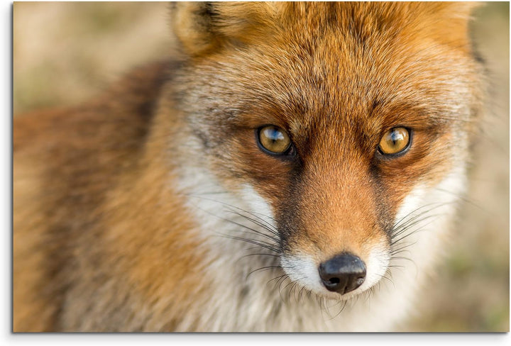 Paul Sinus Art Kunstfoto auf Leinwand 60x40cm Tierfotografie – Roter europäischer Fuchs auf Leinwand