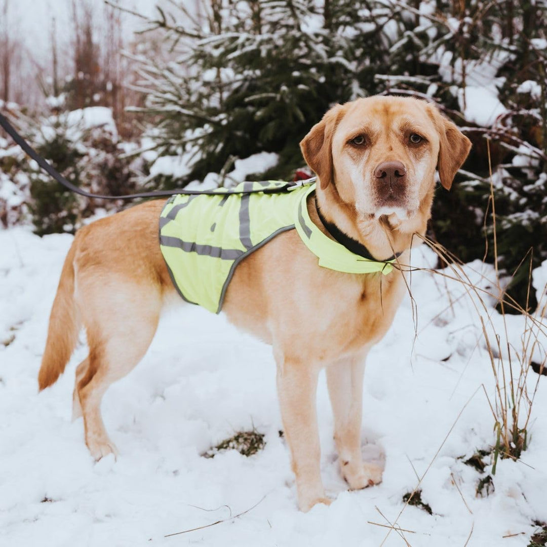 HUNTER Warnweste für Hunde, vielseitig einstzbar, höhere Sichtbarkeit, stufenlos verstellbar, wasser