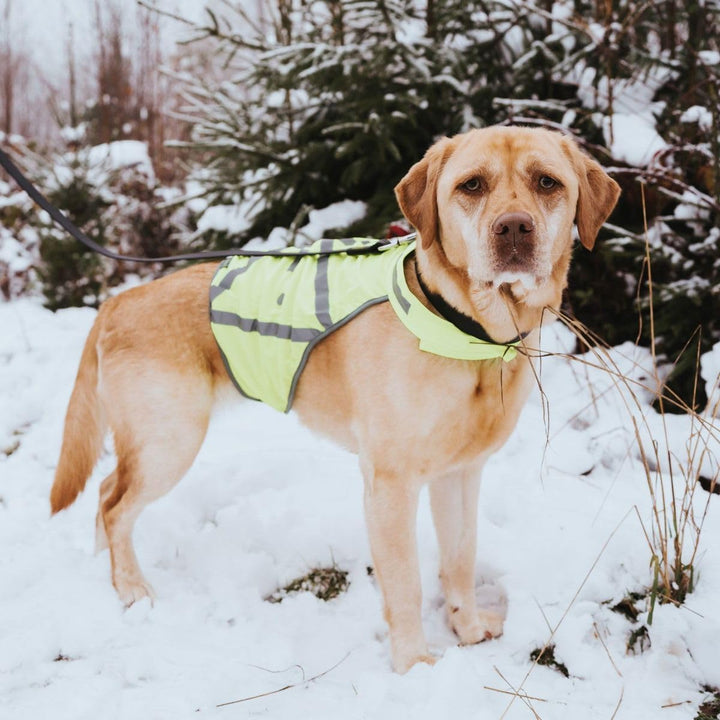 HUNTER Warnweste für Hunde, vielseitig einstzbar, höhere Sichtbarkeit, stufenlos verstellbar, wasser