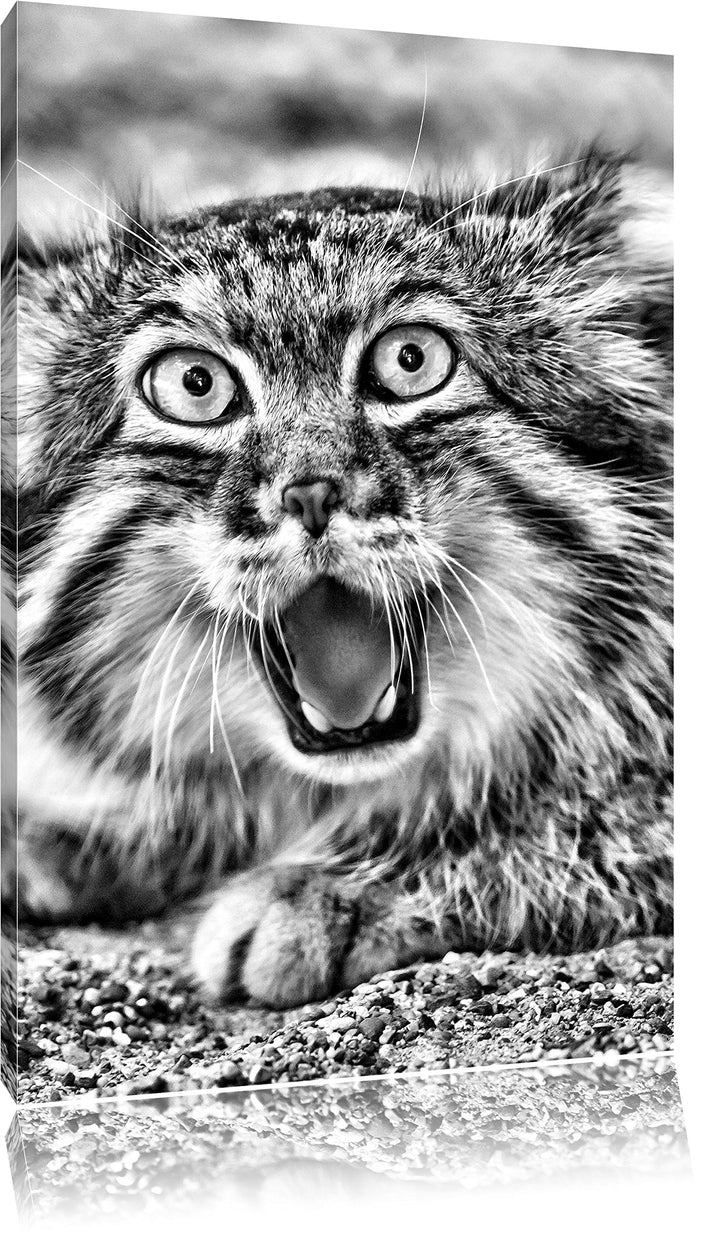 Monocrome, scheue Manul, Format: 100x70 auf Leinwand, XXL riesige Bilder fertig gerahmt mit Keilrahm