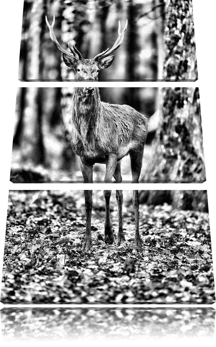 Pixxprint Schöner Hirsch im Wald als Leinwandbild/Grösse: 3 Teilig (120x80) cm/Wandbild/Kunstdruck/f