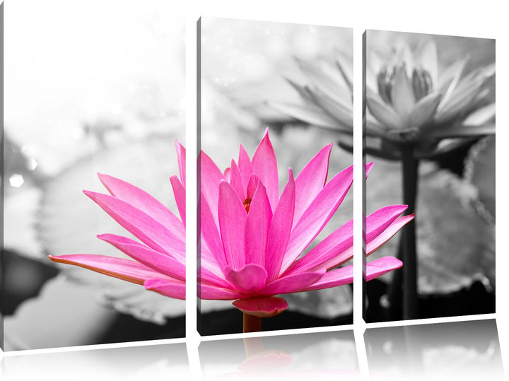 Pixxprint Lilafarbene Wasserlilie als Leinwandbild | Grösse: 3 Teilig (120x80) | Wandbild| Kunstdruc