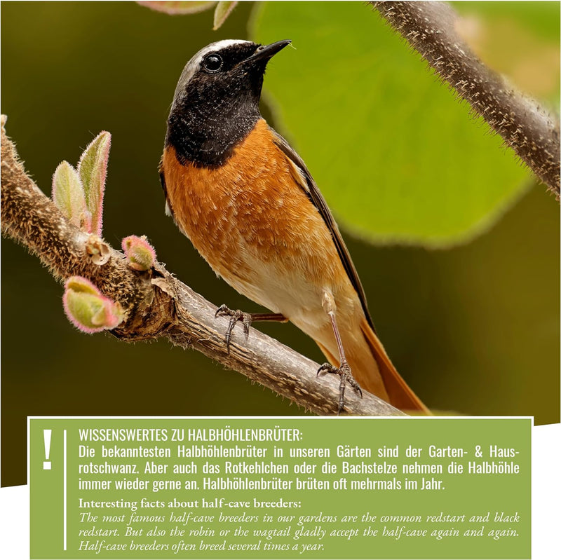 wildtier herz I Vogel Nistkasten Rotkehlchen, Rotschwänzchen aus Massiv-Holz - Verschraubt, Nistkäst