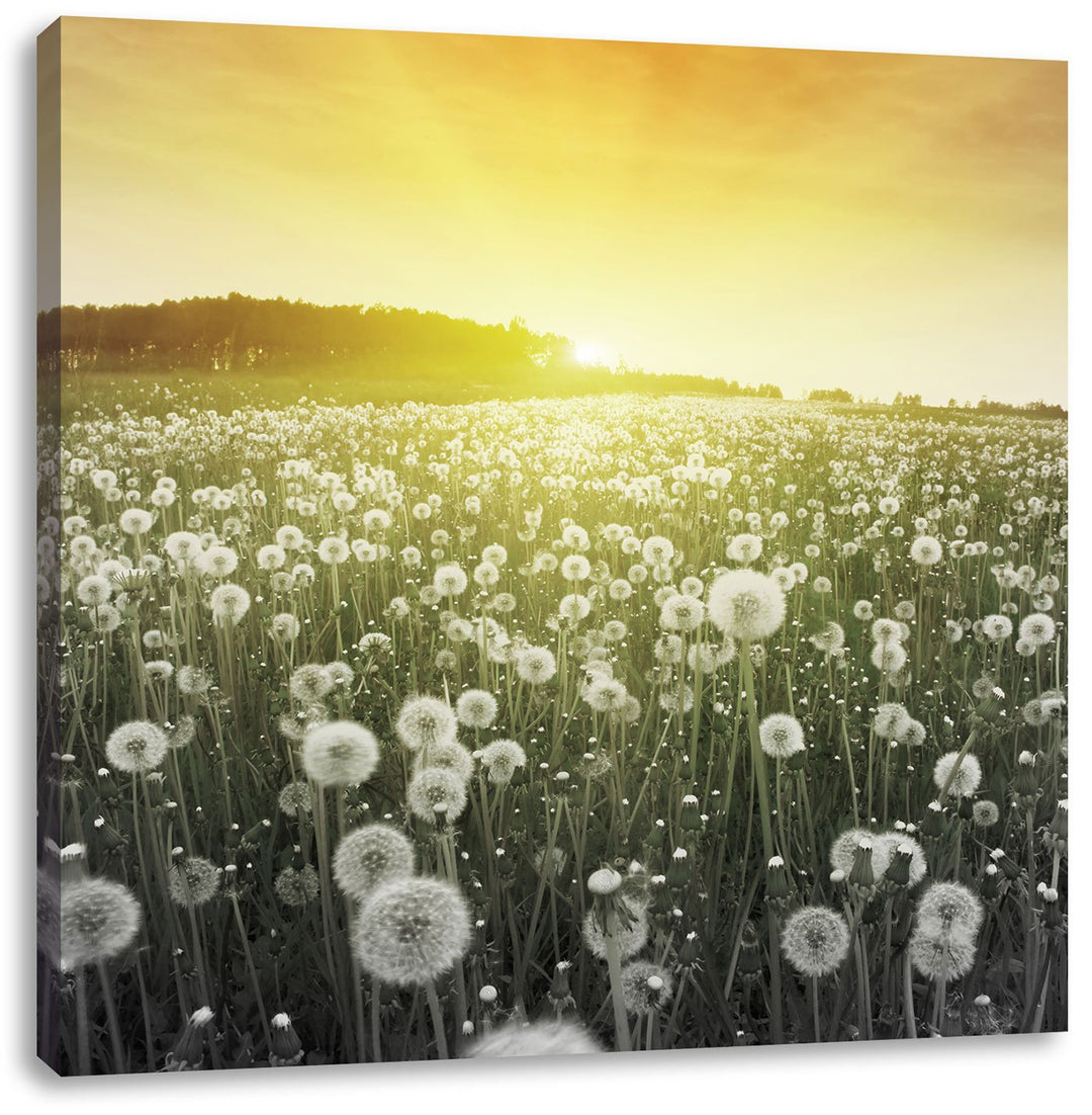 Pixxprint Pusteblumen Sonnenuntergang als Leinwandbild/Grösse: 70x70 cm/Wandbild/Kunstdruck/fertig b