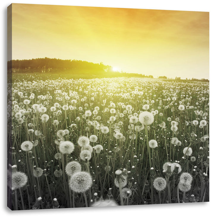 Pixxprint Pusteblumen Sonnenuntergang als Leinwandbild/Grösse: 70x70 cm/Wandbild/Kunstdruck/fertig b