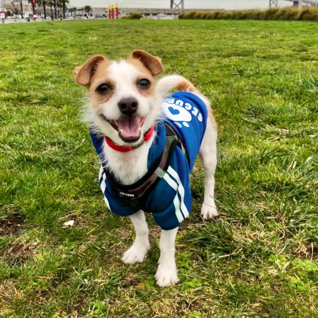 Hunde Hoodie Kleidung für Haustiere Hundepullover Weste Herbst Winter Hundepullover Welpenkostüme Mä