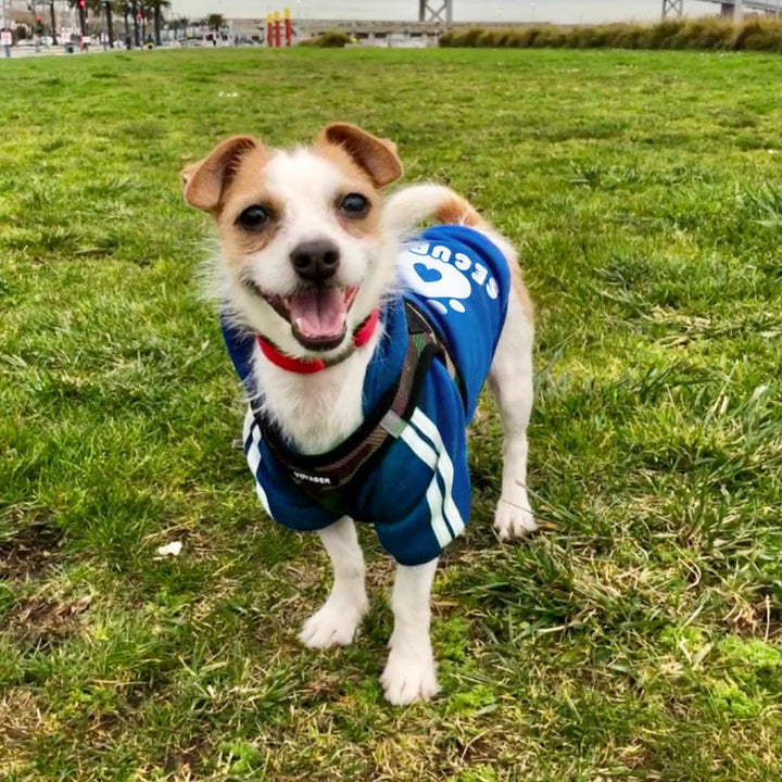 Hunde Hoodie Kleidung für Haustiere Hundepullover Weste Herbst Winter Hundepullover Welpenkostüme Mä