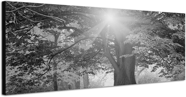 Paul Sinus Art Leinwandfoto als Panorama SCHWARZ/Weiss 120x40cm Park Bäume Herbst Blätter Sonnenlich