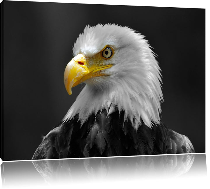 eindrucksvoller Weisskopfseeadler schwarz/weiss Format: 100x70 auf Leinwand, XXL riesige Bilder fert