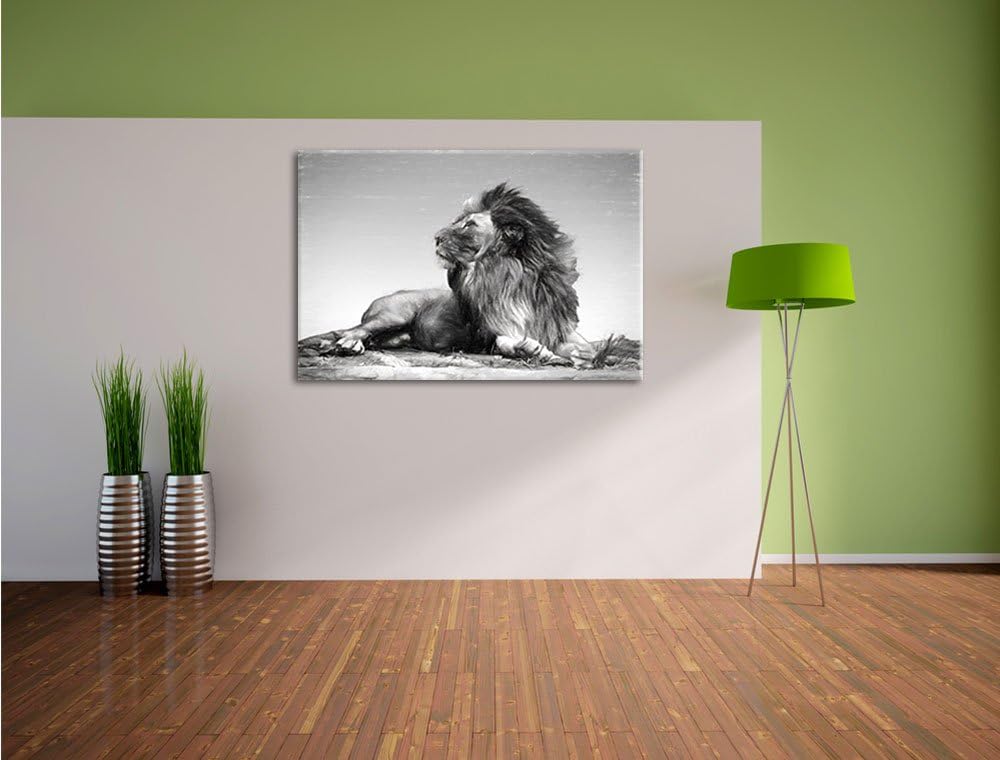Pixxprint liegender Löwe als Leinwandbild/Grösse: 100x70 / Wandbild/Kunstdruck/fertig bespannt, 100x