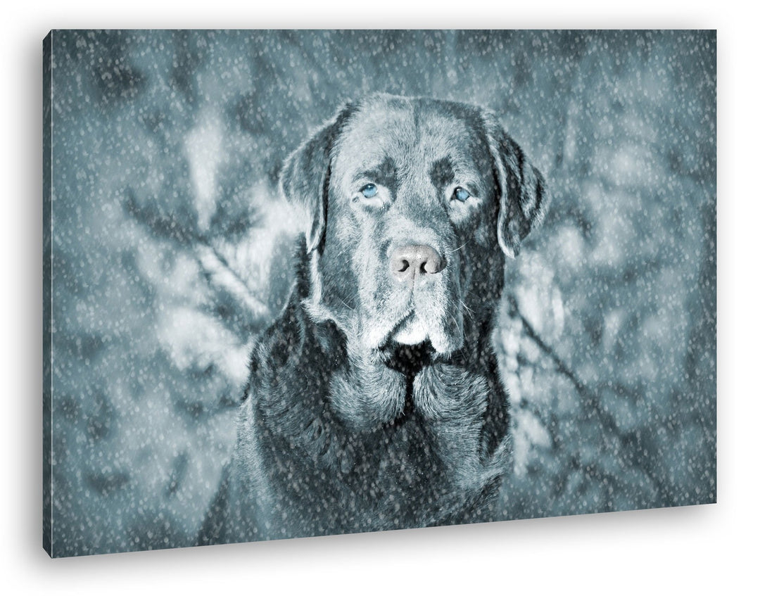 deyoli Hund im Schnee Format: 100x70 als Leinwand, Motiv fertig gerahmt auf Echtholzrahmen, Hochwert