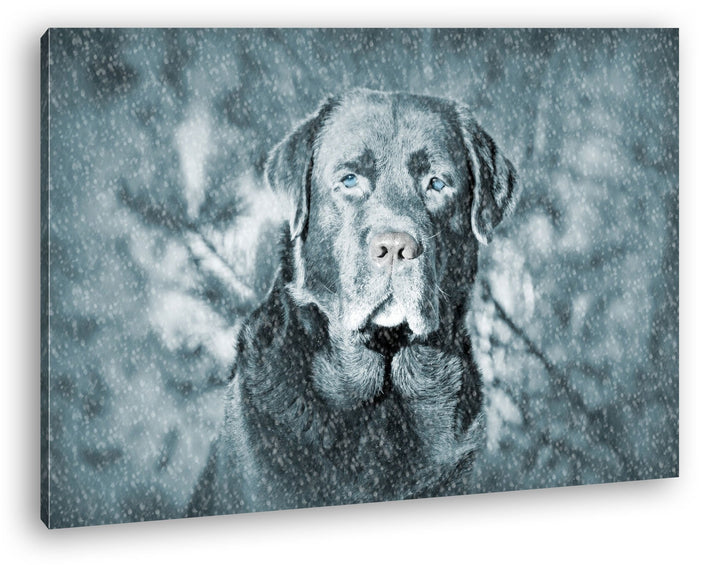 deyoli Hund im Schnee Format: 100x70 als Leinwand, Motiv fertig gerahmt auf Echtholzrahmen, Hochwert