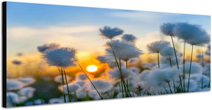 Paul Sinus Art Panoramabild auf Leinwand und Keilrahmen 150x50cm Baumwollpflanze Feld Sonnenuntergan