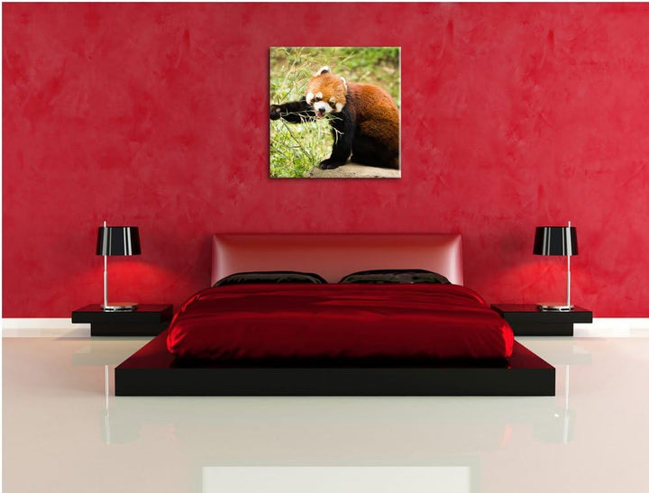 Niedlicher roter Panda, Format: 70x70 auf Leinwand, XXL riesige Bilder fertig gerahmt mit Keilrahmen