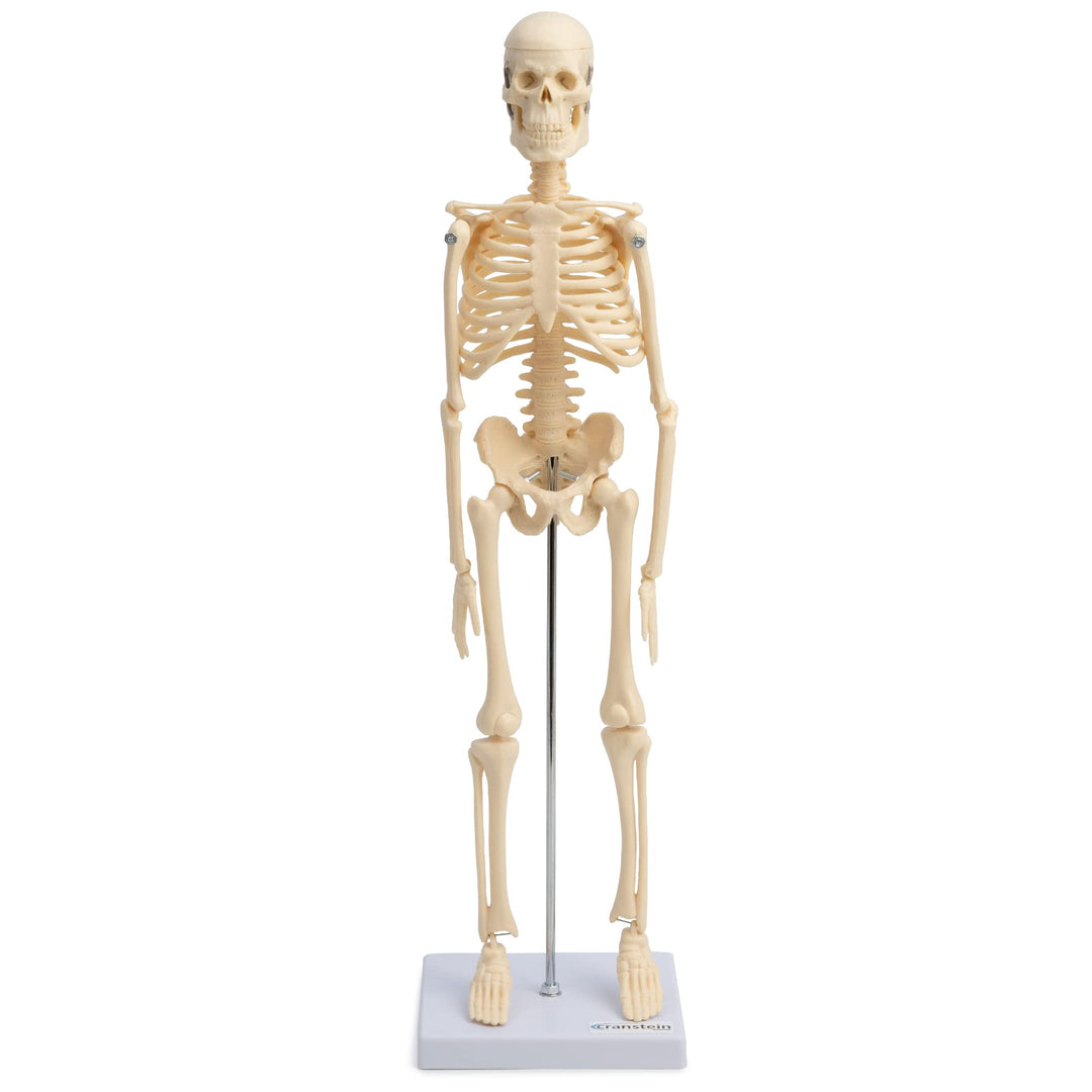 Cranstein A-121 Kleines Mini Skelett Modell 45cm | Beige | Kleines Skelett Anatomie Modell | Deko |