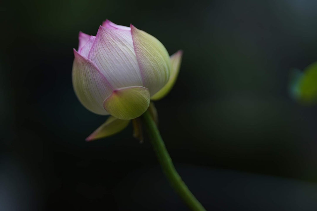 Sigma 85mm F1,4 DG DN Art für Sony-E Objektivbajonett Single, Single