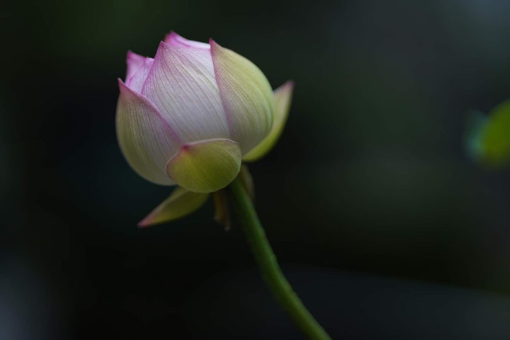Sigma 85mm F1,4 DG DN Art für Sony-E Objektivbajonett Single, Single
